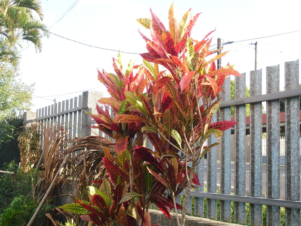 plantes diverses 3 Sainte-Rose (97)