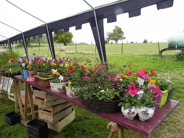 Plantes, fleurs et plants de l�gumes 1 Floing (08)