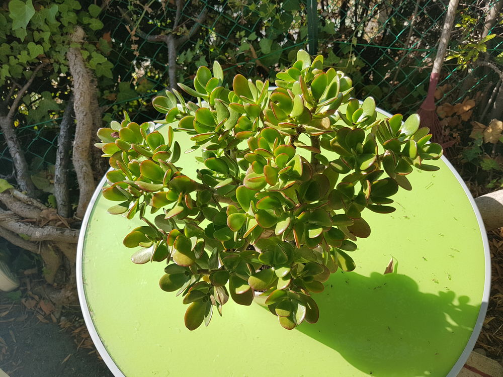 PLANTES GRASSES et CACTUS 0 Nice (06)