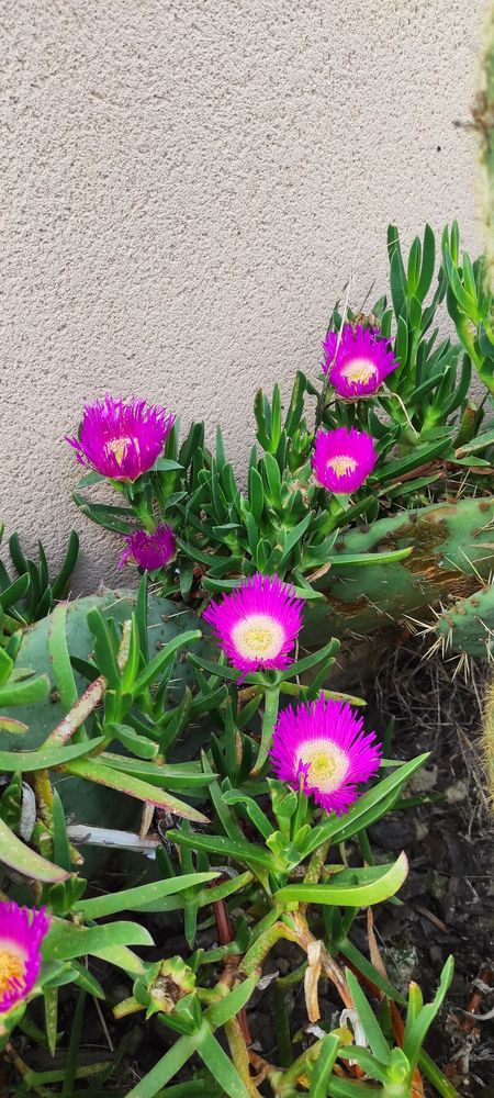 Plantes grasses griffe de sorci�re 2 Sadirac (33)