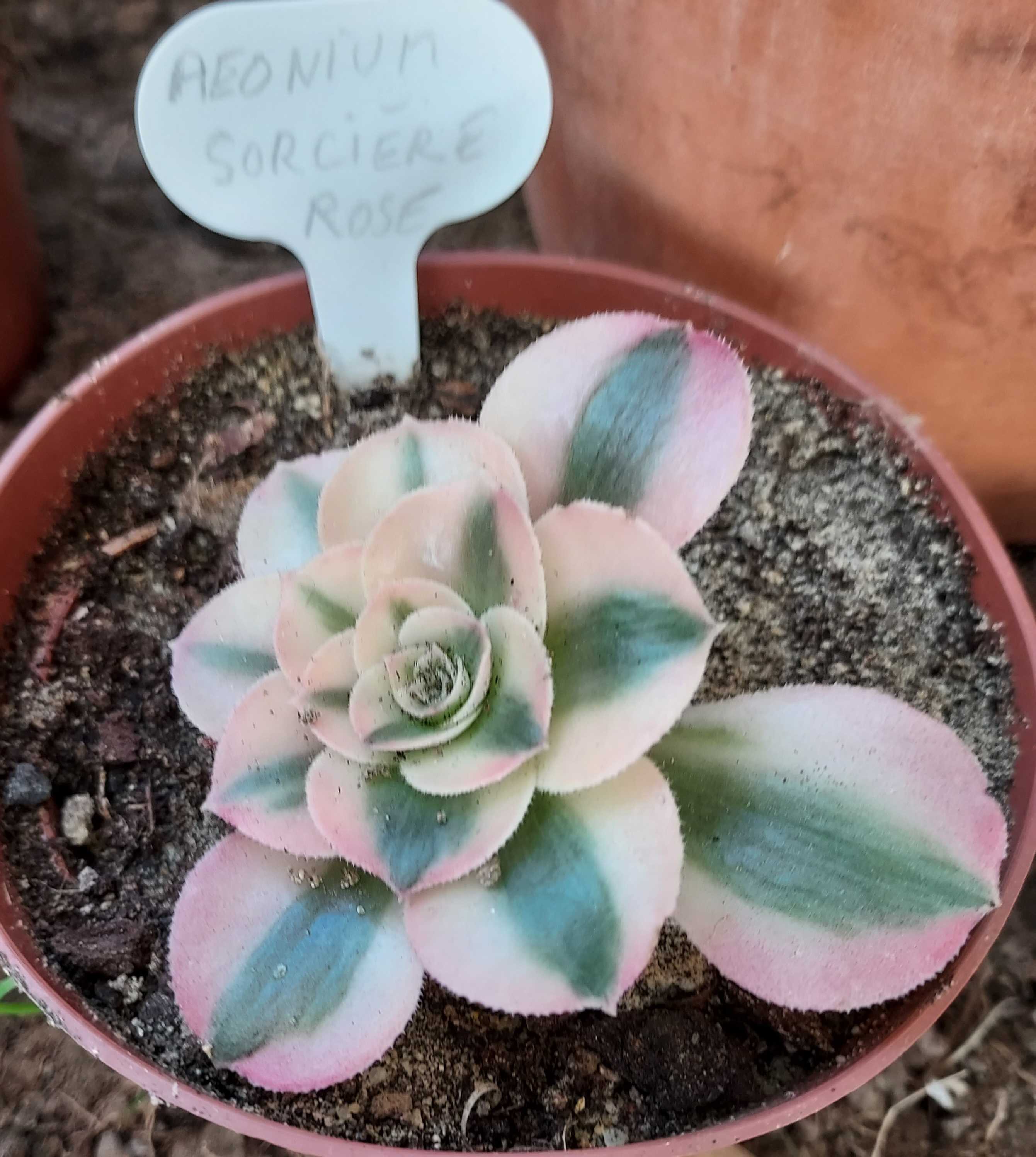 Plantes grasses, succulentes 3 La Cambe (14)