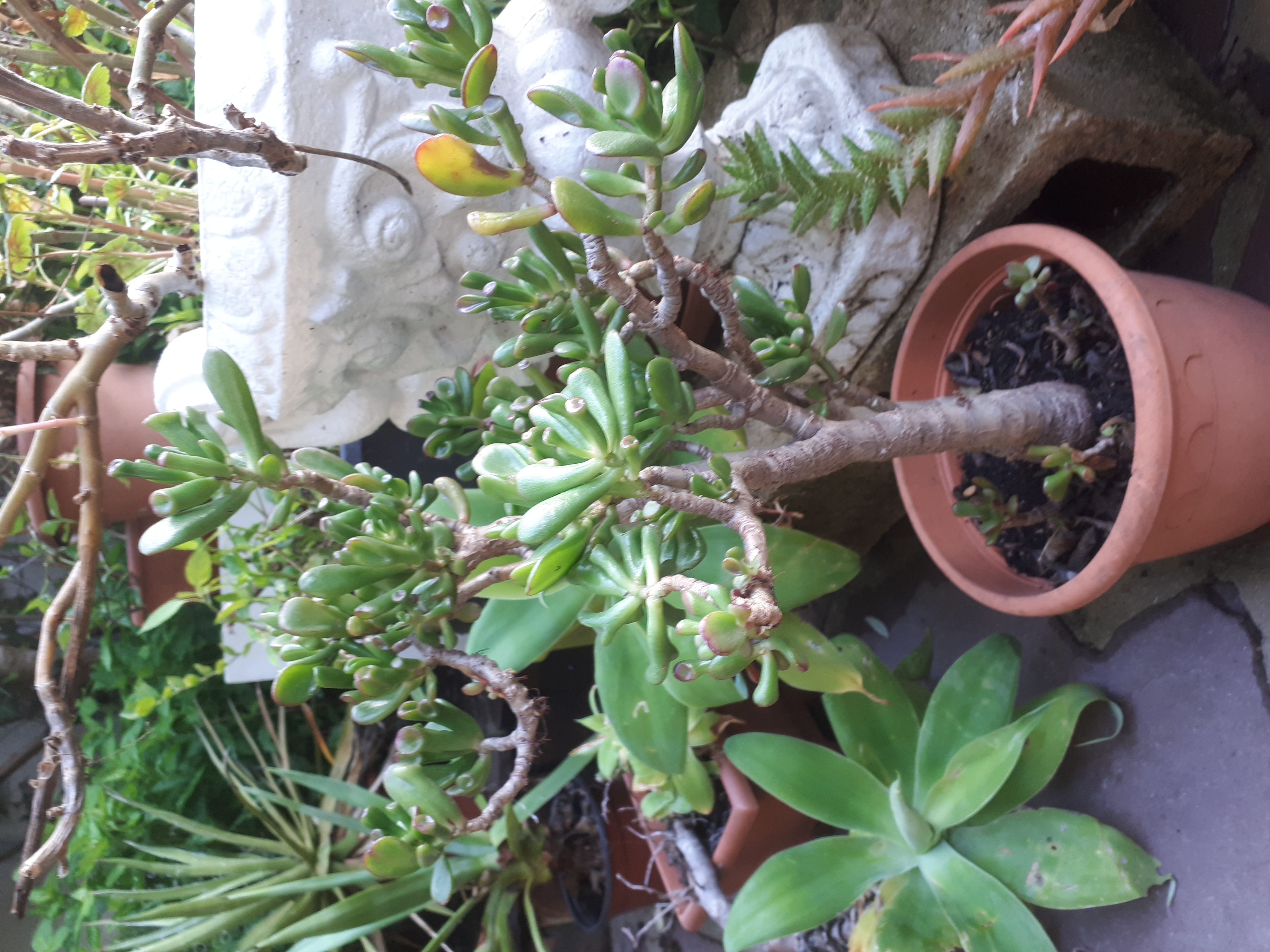 Plantes grasses 40 Brunoy (91)