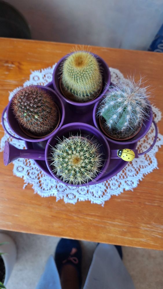 Plantes grasses 30 Villeneuve-sur-Lot (47)