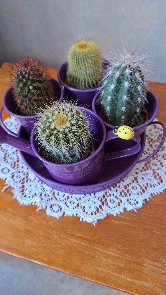 Plantes grasses 30 Villeneuve-sur-Lot (47)