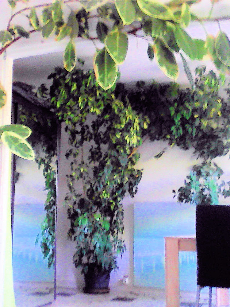 Plantes d'int�rieur 0 Montpellier (34)