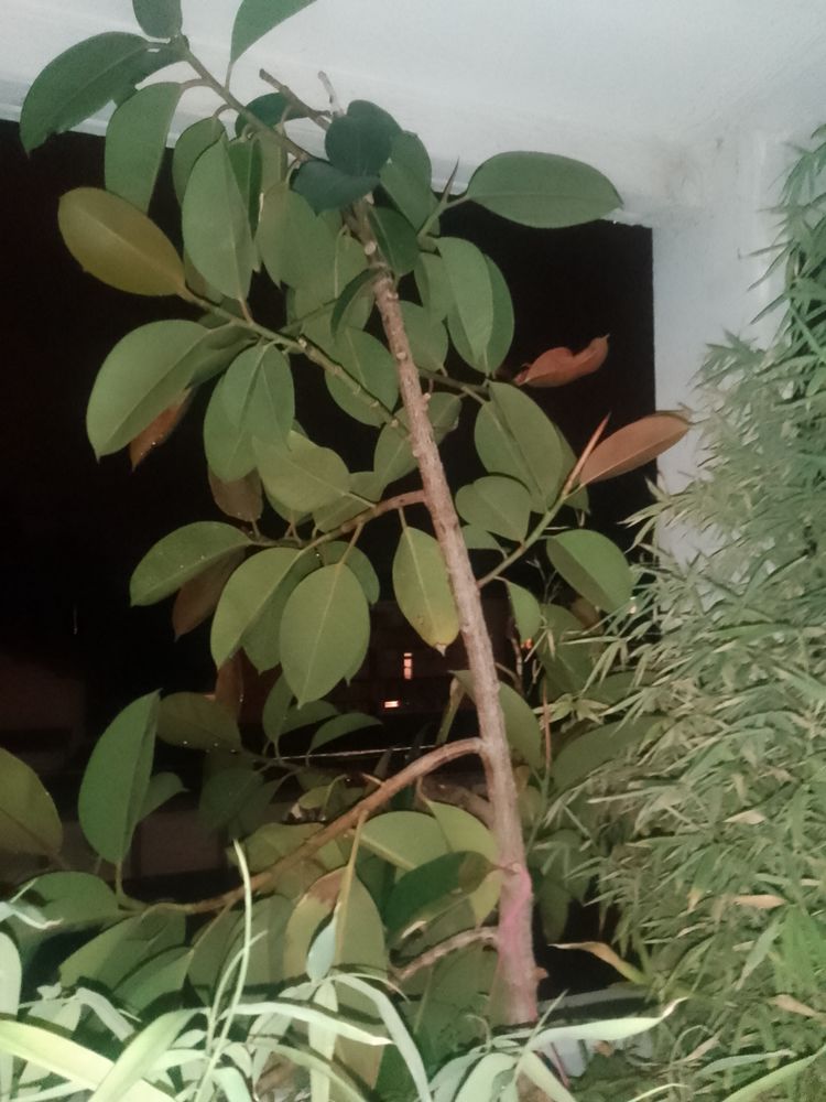 Plantes d'int�rieur 0 Toulouse (31)