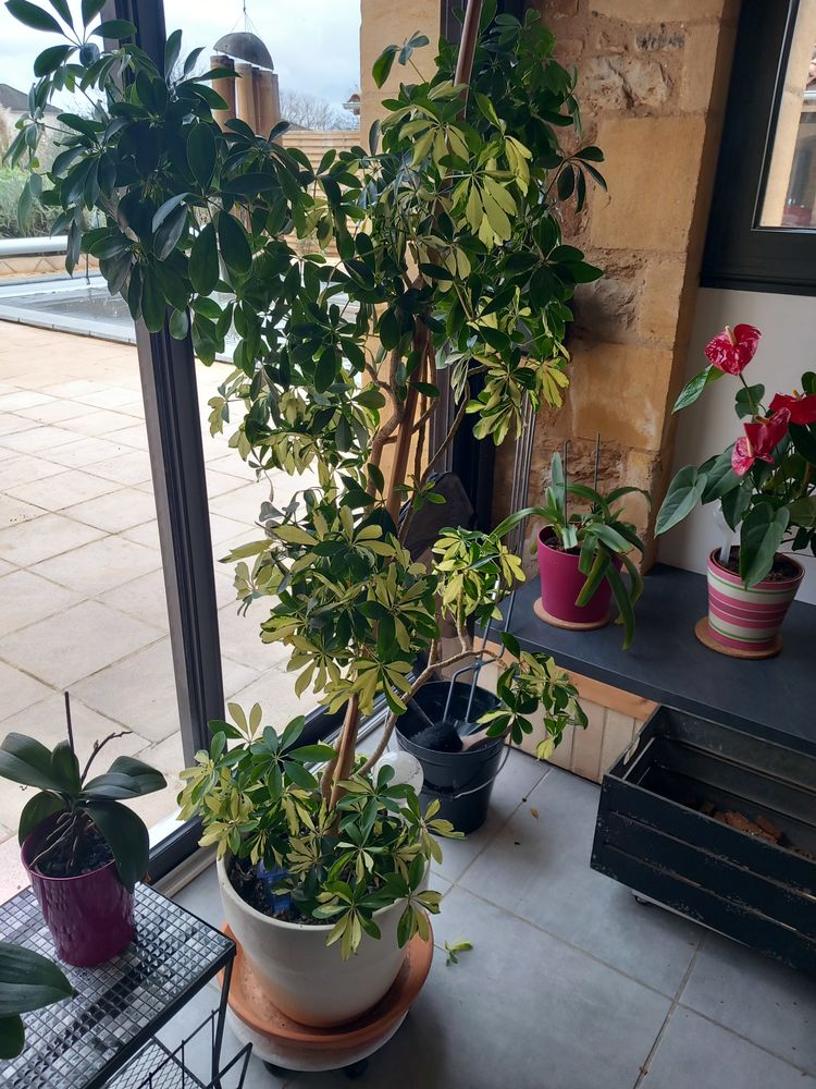 Plantes d'int�rieur 0 Puy-l'�v�que (46)