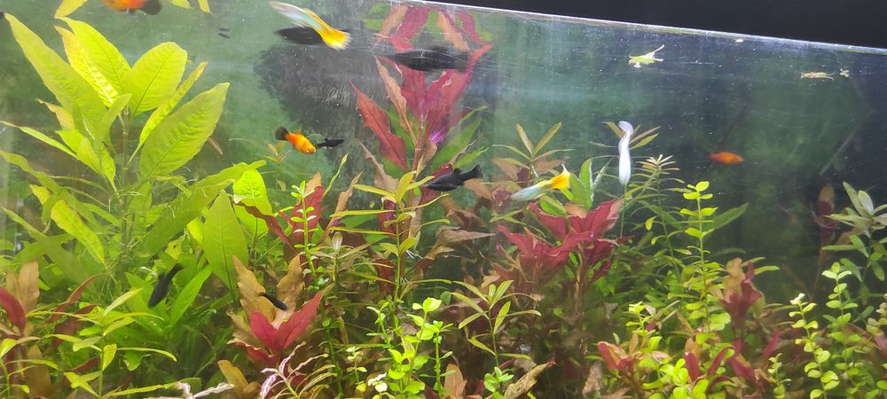 plantes int�rieures et ext�rieures + aquarium 700 Narbonne (11)