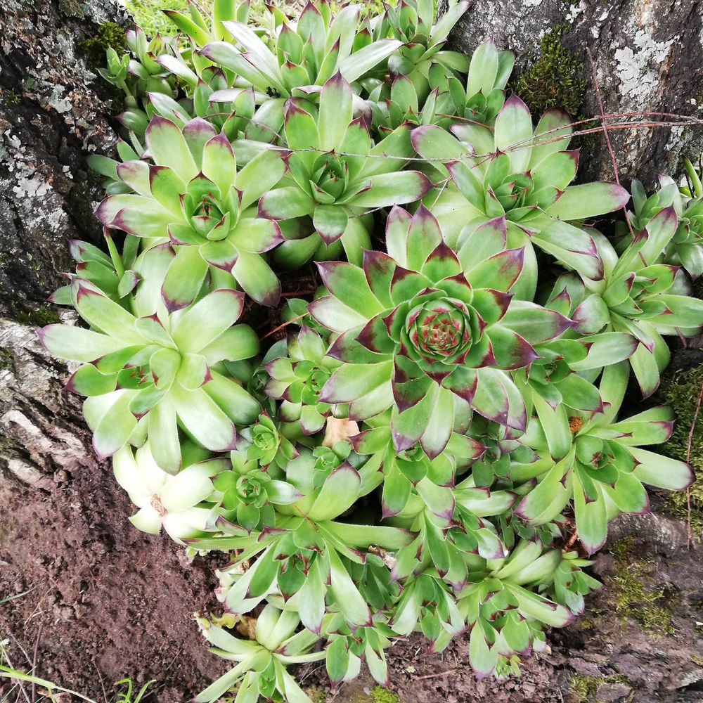 plantes joubarbe des toits 1 Reichshoffen (67)