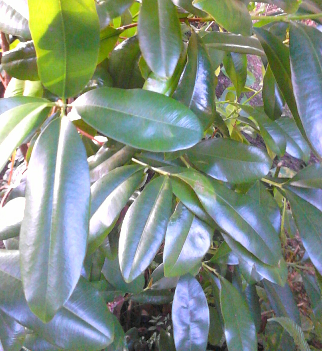 Plantes m�dicinales 6 Ducos (97)