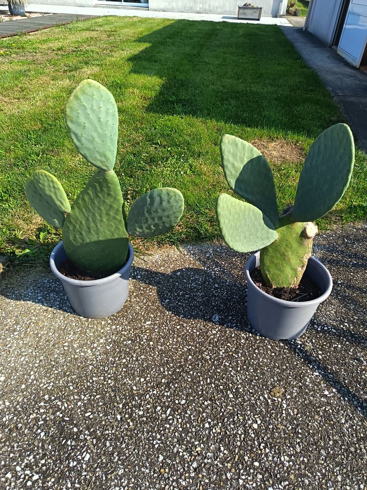 plantes  m�diterran�ennes 35 Archingeay (17)