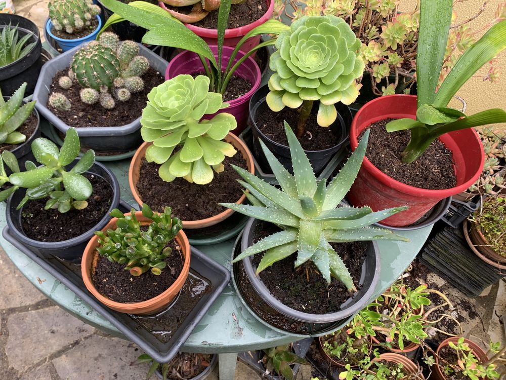 Plantes ornement int�rieur ext�rieur 8 Romill� (35)