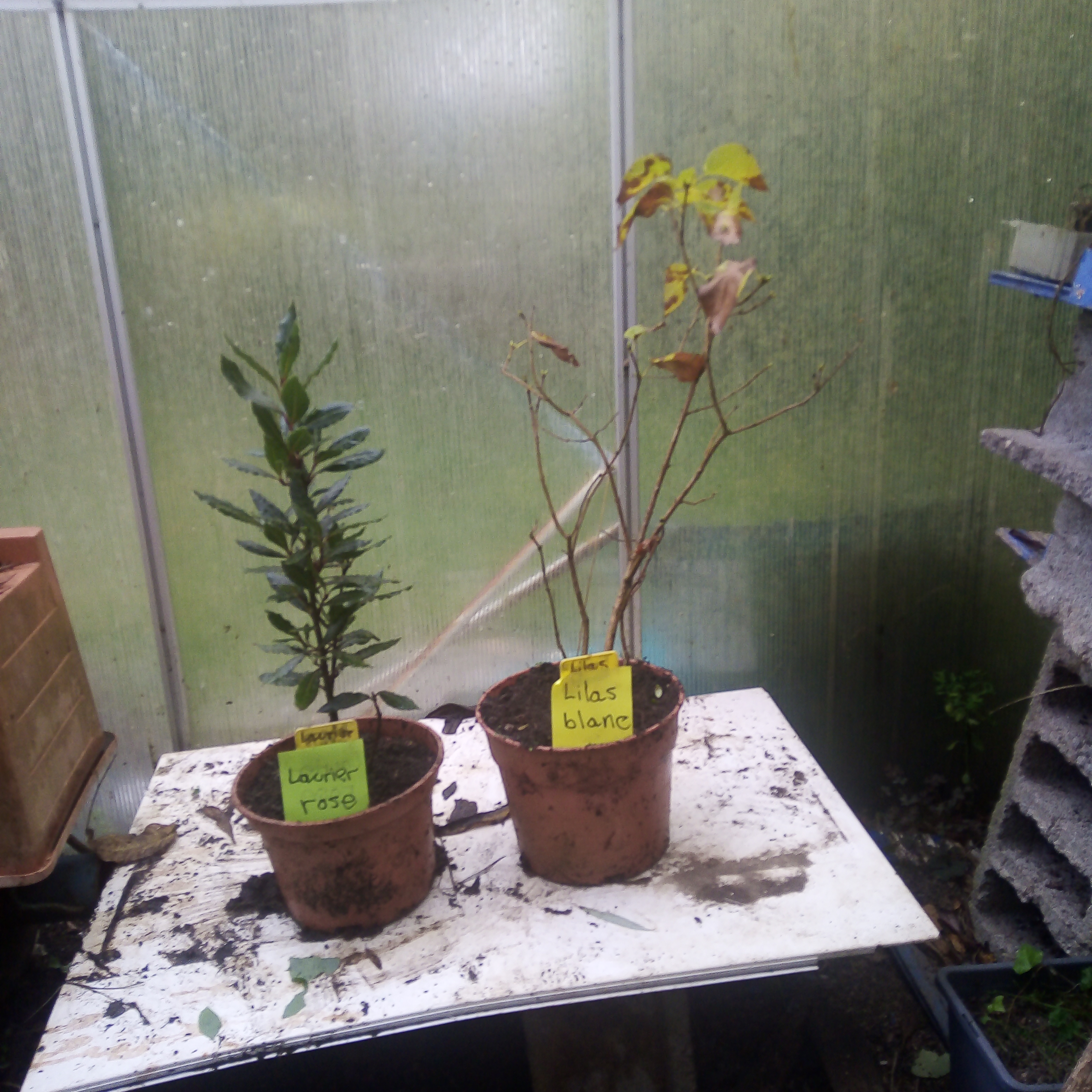 Plantes ornementales et vivaces. 4 Largeasse (79)