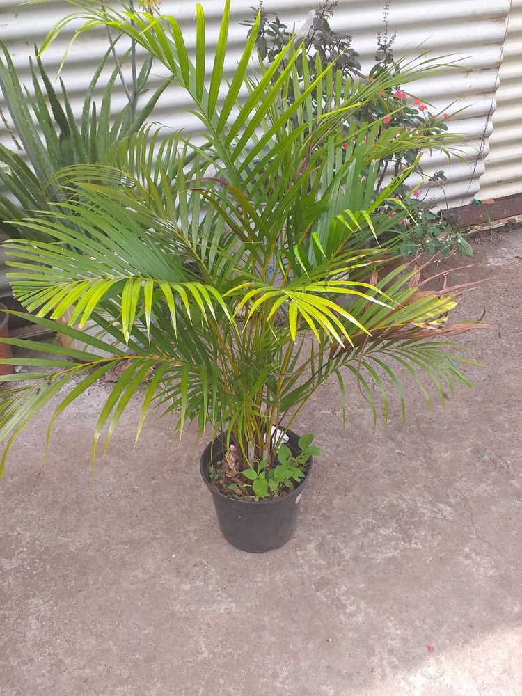 PLANTES VERTE 17 Le Robert (97)