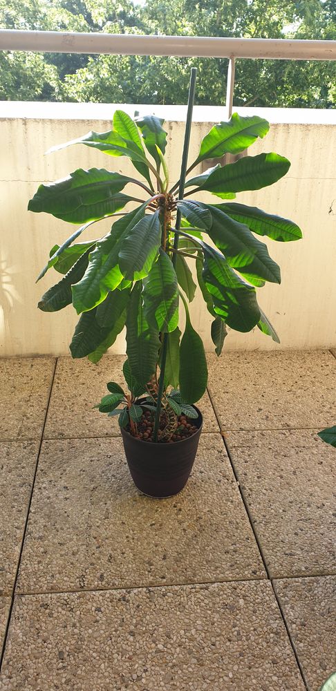 Plantes vertes
Euphorbia leuconeura 30 Moissy-Cramayel (77)