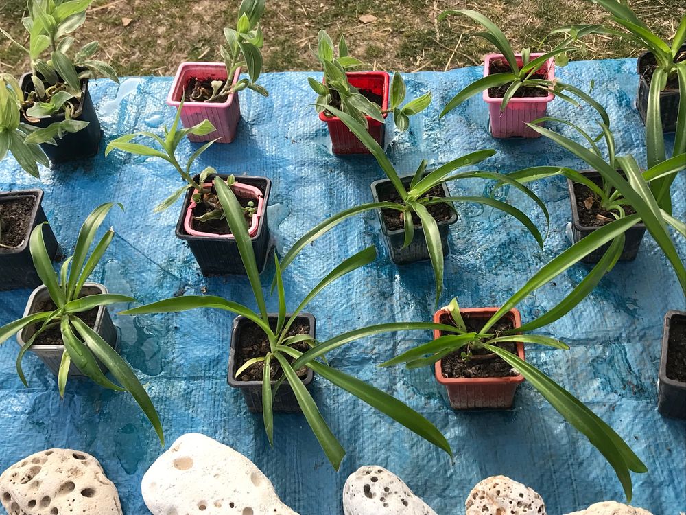 Plantes vertes d'nt�rieur02 2 Mottier (38)