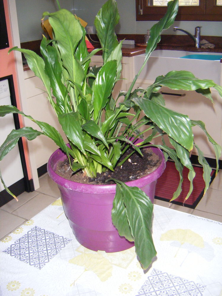 plantes vertes 5 Contrex�ville (88)