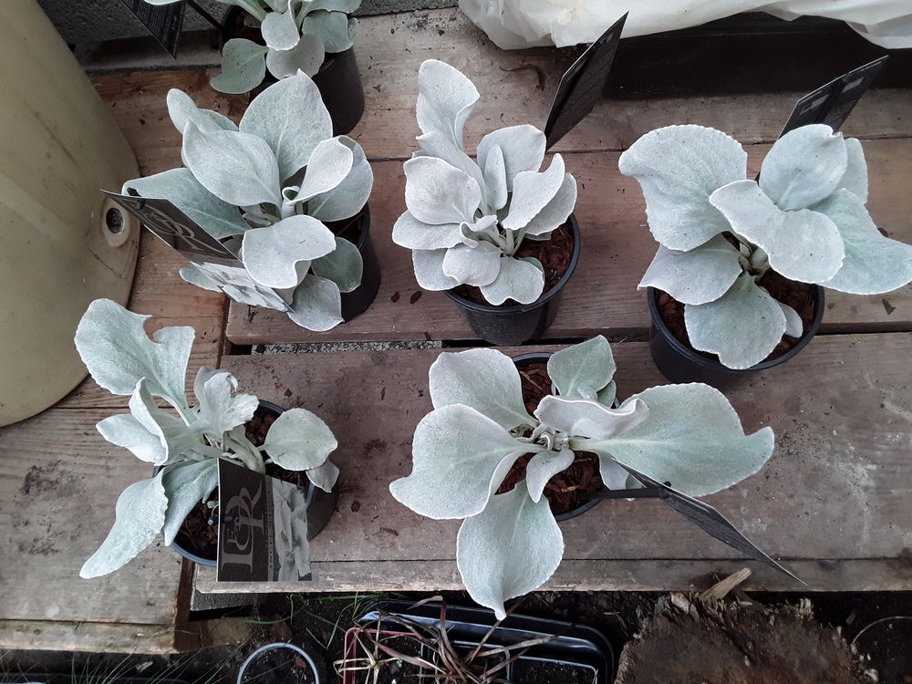 Plantes vivaces 9 Limoges (87)