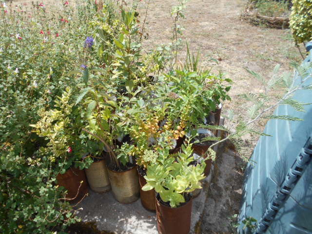  plantes vivaces
5 Veign� (37)