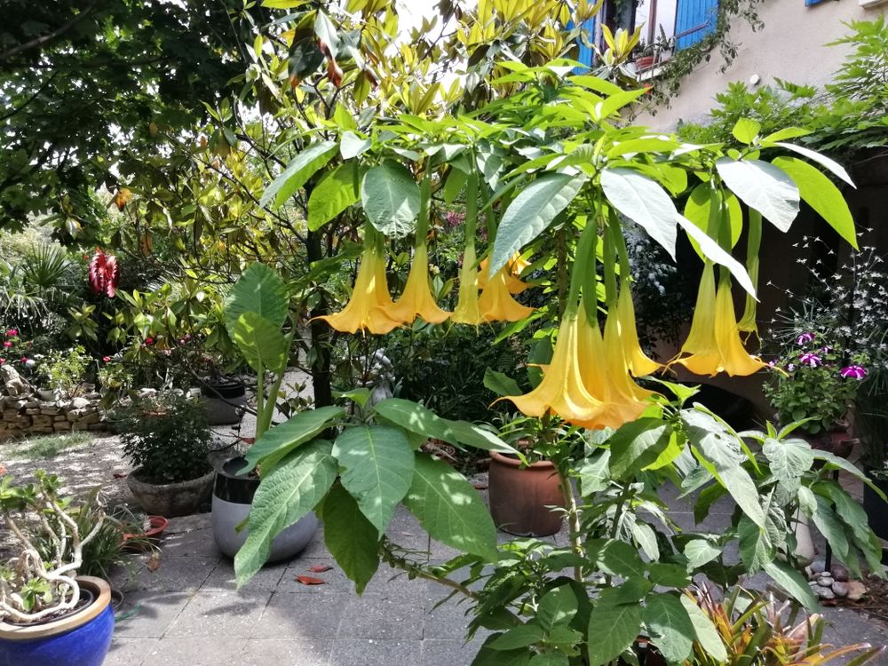 400 plantes 0 Le P�gue (26)