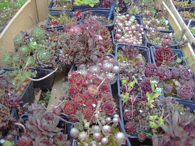 plantes 2 Villechien (50)