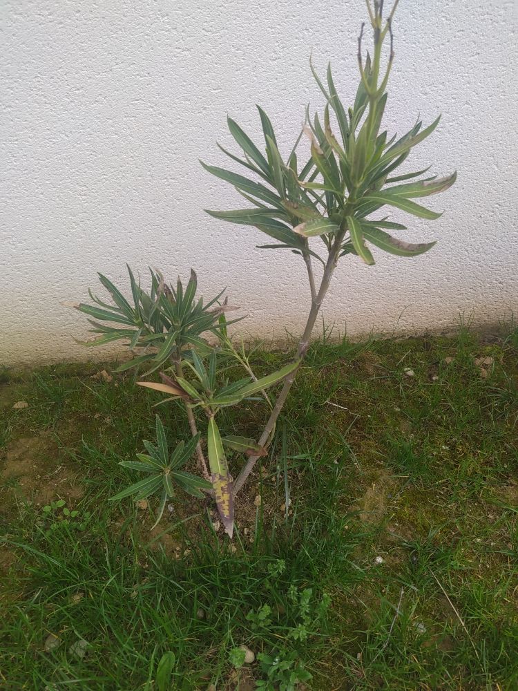 plantes 10 La Tour-du-Crieu (09)