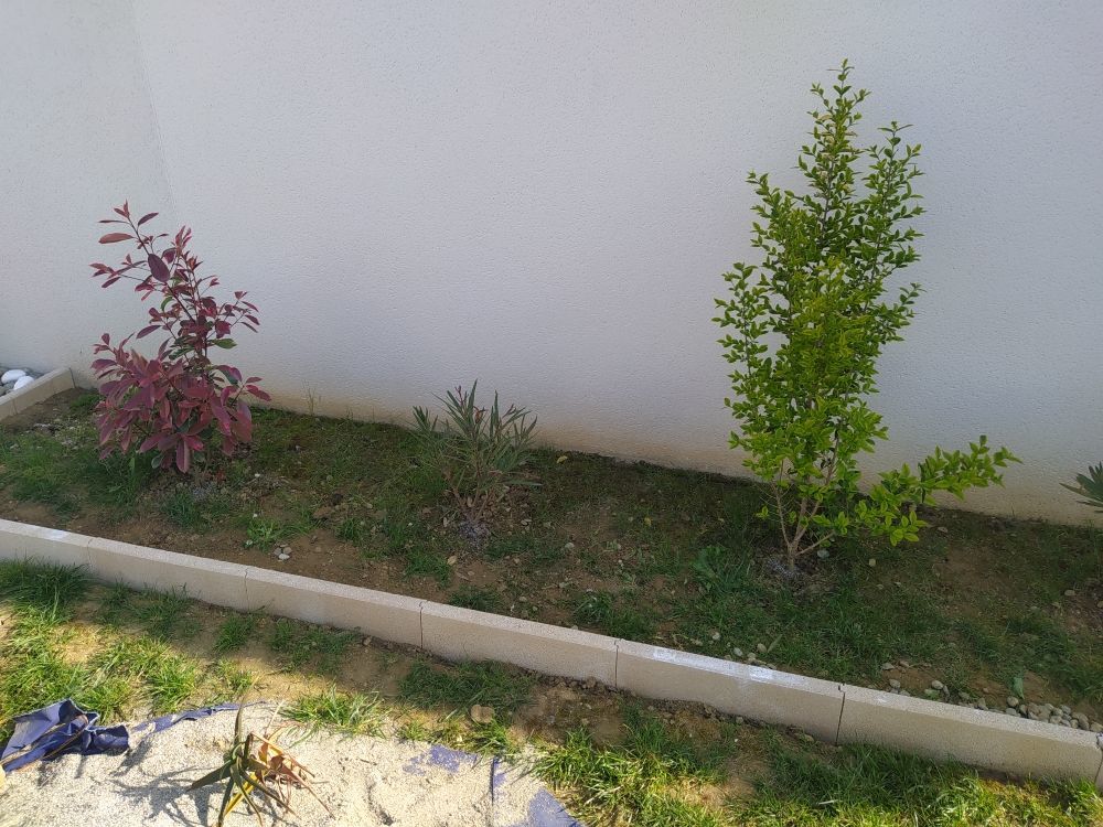 plantes 15 La Tour-du-Crieu (09)