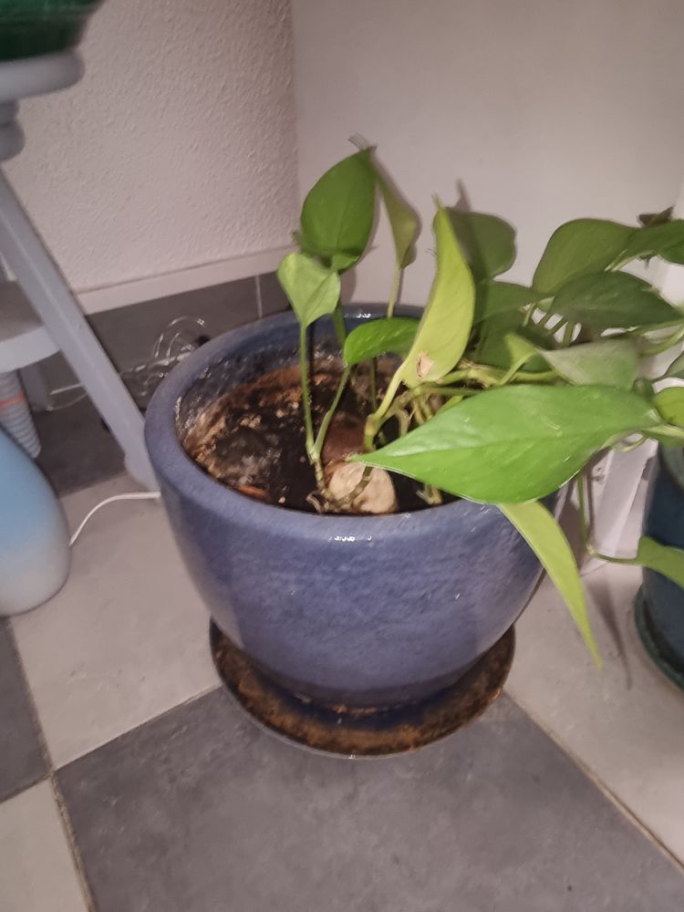 de plantes 35 Istres (13)