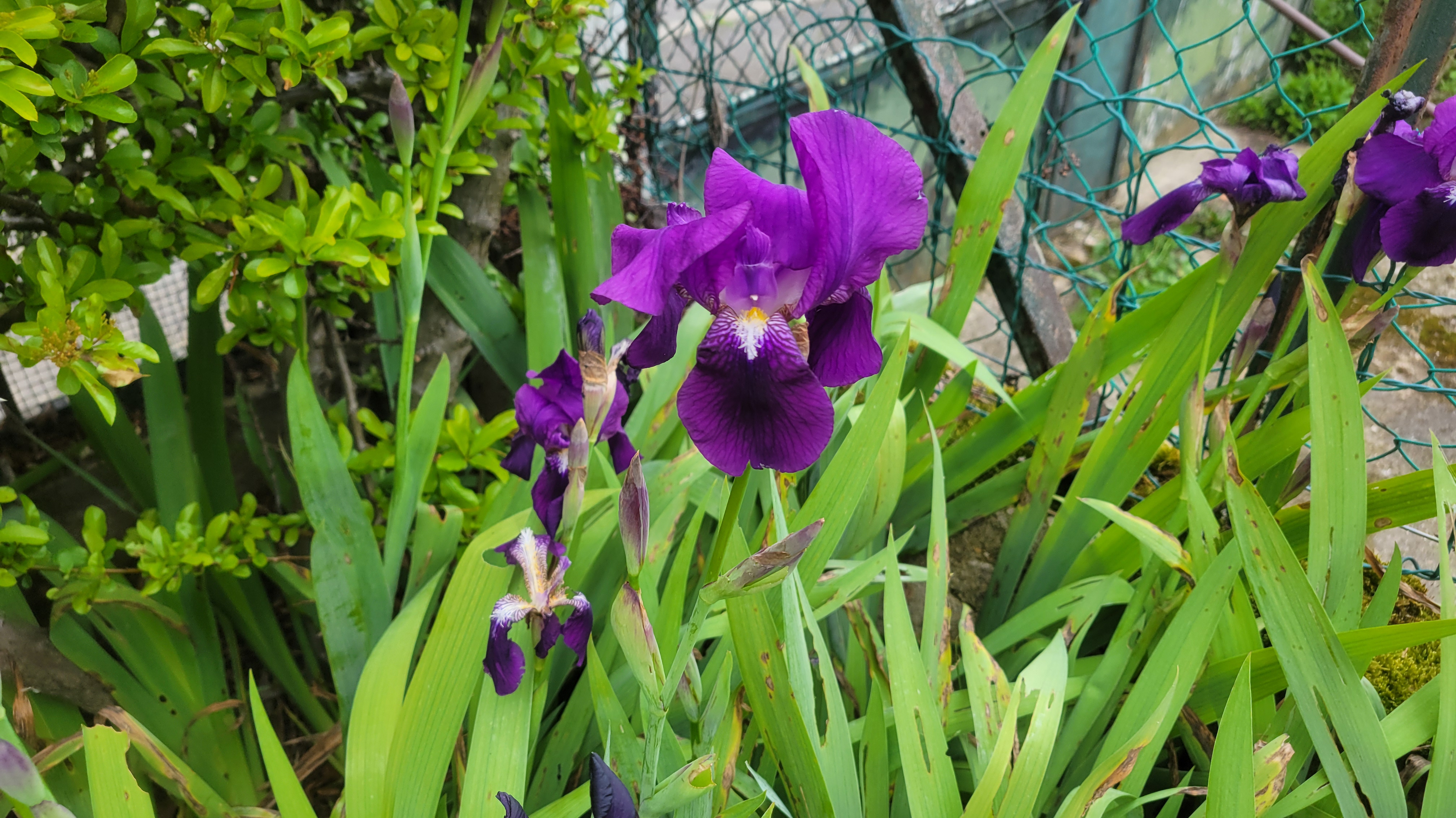 plantes 1 Bry-sur-Marne (94)