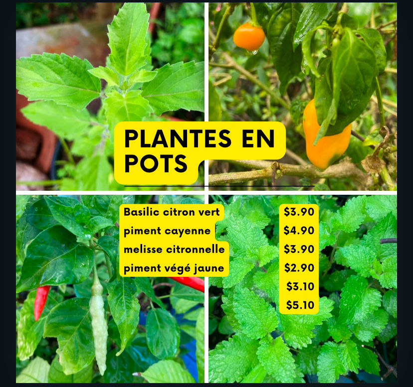 Plantes en pot 3 Petit-Bourg (97)