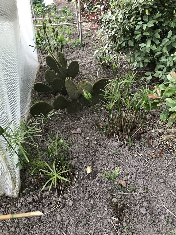 plantes 5 Cholet (49)