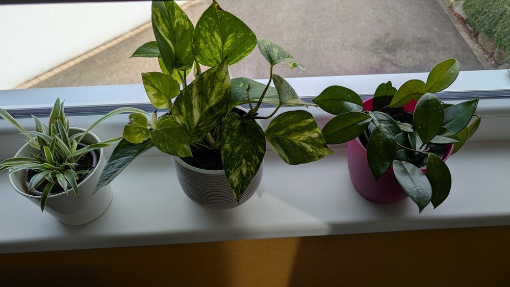 Lot 3 plantes 20 Reichshoffen (67)