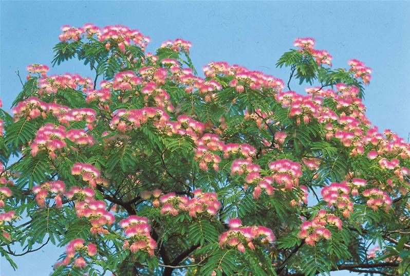 plants d'albizia 8 Coat-M�al (29)