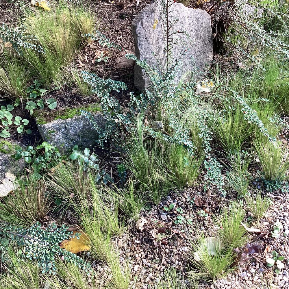 Plants d'arbustes pour jardin 5 Peaugres (07)