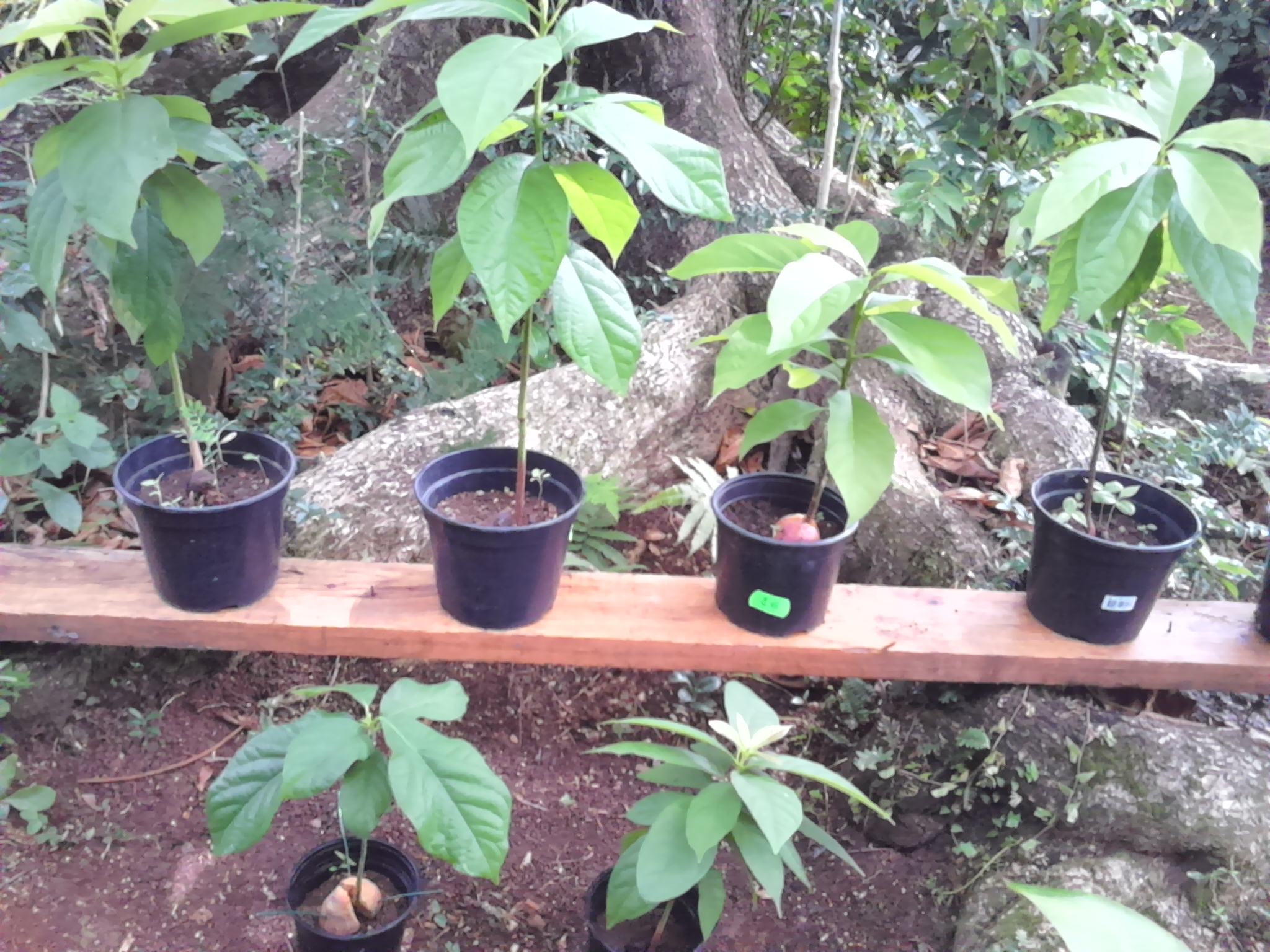 Plants avocatiers et manguiers 10 Ducos (97)