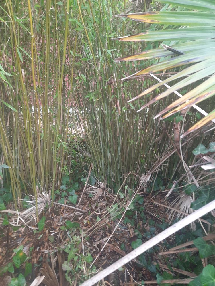 Plants de bambous cespiteux 15 Plomodiern (29)