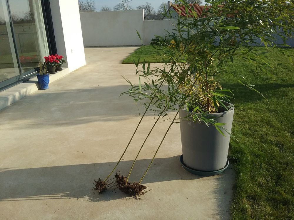 Plants de bambous 2 Villedieu-la-Blou�re (49)