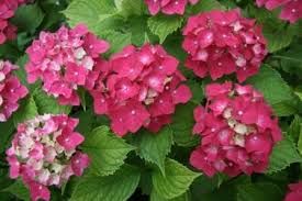 2 plants ou bulbes d'hortensia rose 3 Lavercanti�re (46)