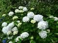 2 plants ou bulbes d'hortensia blanc
3 D�gagnac (46)