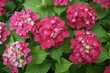 2 plants ou bulbes d'hortensia rose 3 Lavercantire (46)