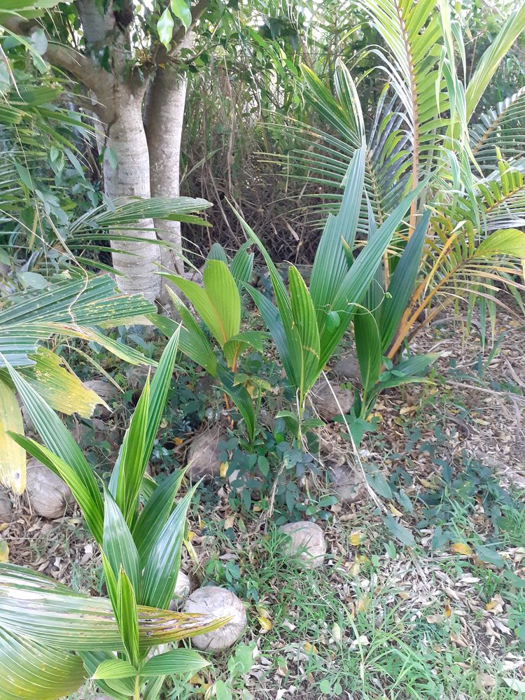 DE PLANTS DE COCOS 5 Baie-Mahault (97)