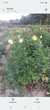 Plants de dalhias 3 Peyrat-la-Nonire (23)