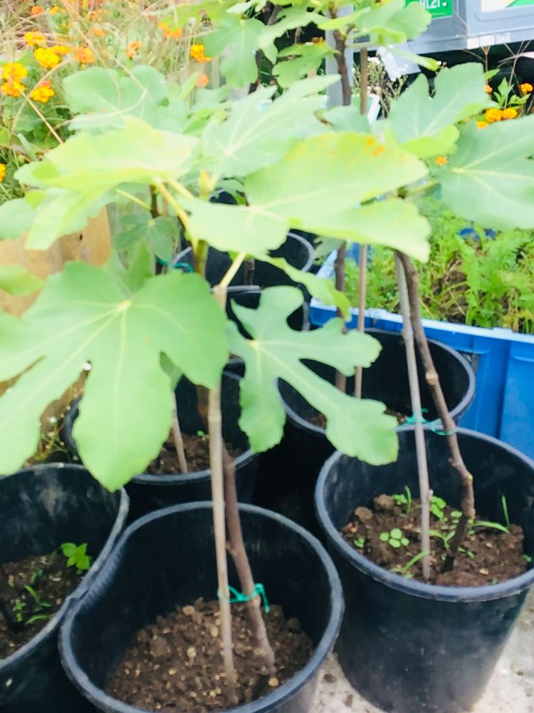 PLANTS DE FIGUIERS A REPIQUER JUSQU'AU DEBUT DU PRINTEMPS 15 Sapignicourt (52)