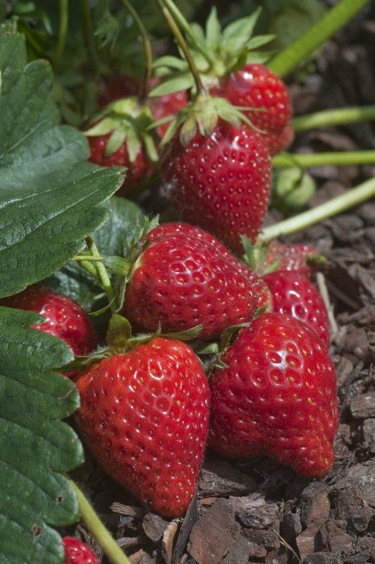 25 plants de fraisiers charlotte 8 D�gagnac (46)