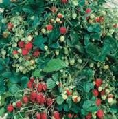 25 plants de fraisiers garriguette 8 D�gagnac (46)