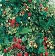 10 plants de fraisiers garriguette 3 Salviac (46)