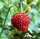 25 plants fraisiers mara des bois 8 D�gagnac (46)