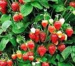 25 plants de fraisiers mount everest 8 D�gagnac (46)