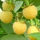 2 plants de framboisiers jaunes
4 D�gagnac (46)