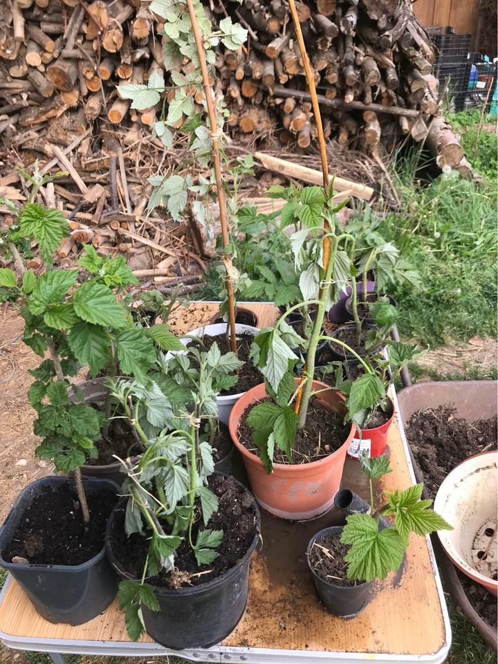 Plants de framboisiers bio 4 Mottier (38)